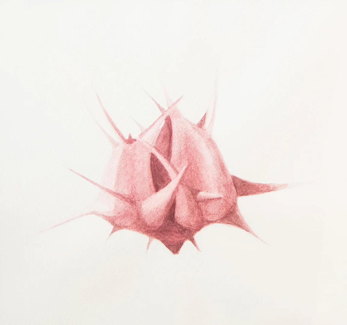 Serie “El secreto de las Plantas”
