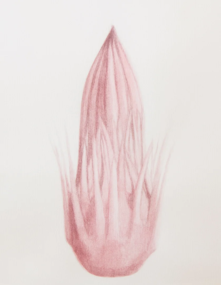 Serie “El secreto de las Plantas”