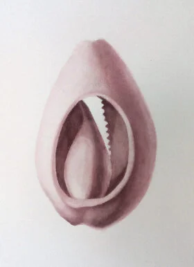 1. Serie Caracoles rotos. 33x42cm