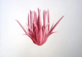 1. Serie El secreto de las plantas