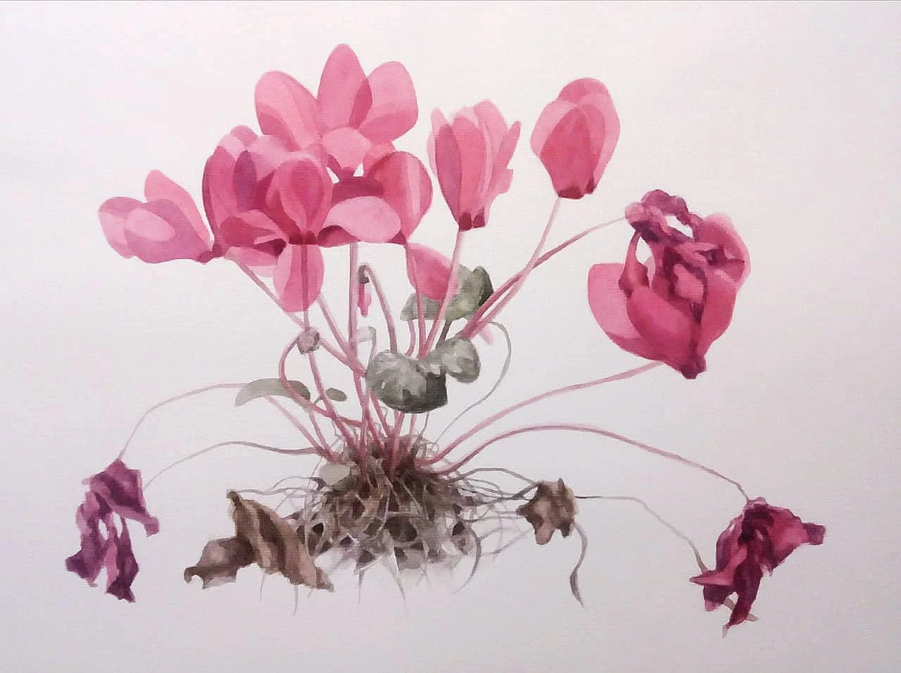 Violeta. Acuarela 50x70cm